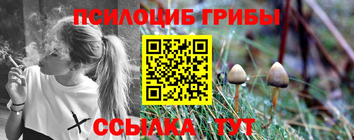 Клинцы  Галлюциногенные грибы прущие грибы  Вход с VPN 